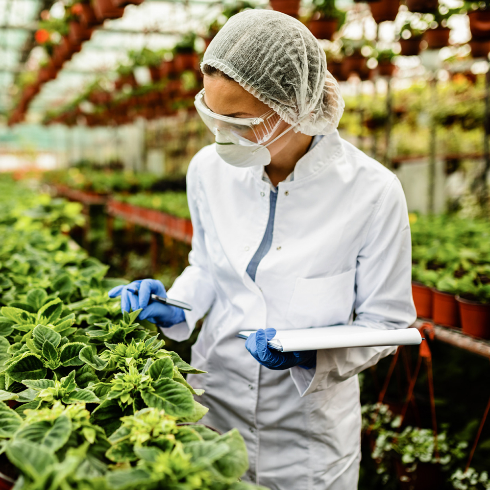 Woman in a lab coat wearing PPE examining the growth of plants in a greenhouse.